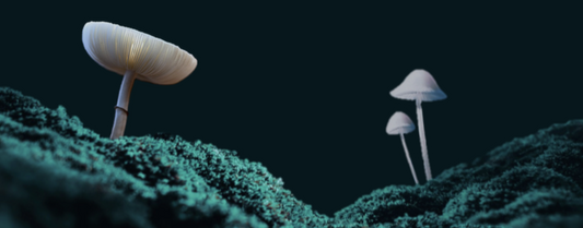 The Benefits of Magic Mushrooms in San Diego
