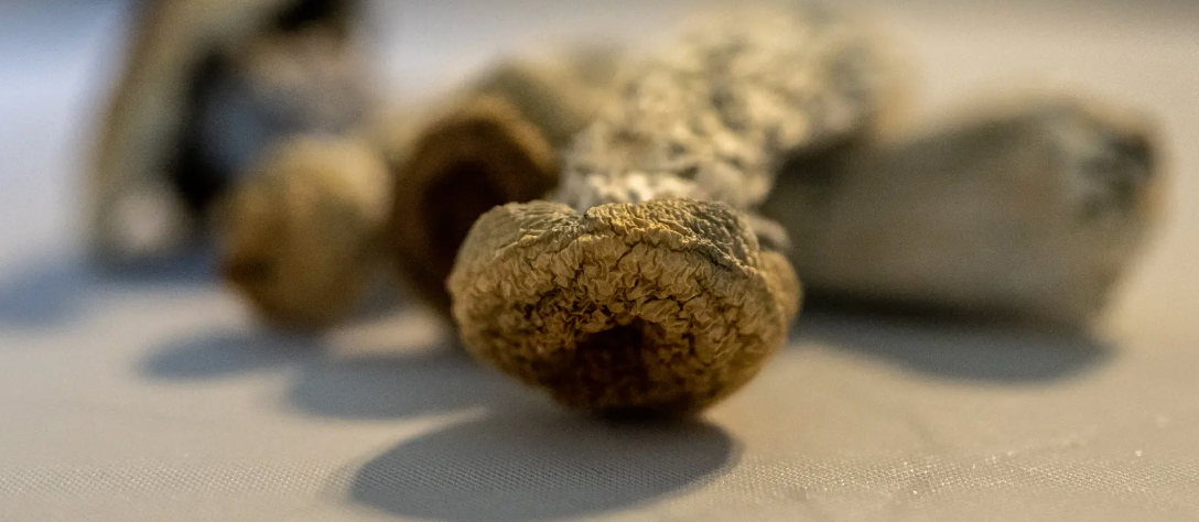 Discover the Convenience of Getting Magic Mushrooms Delivered in Las Vegas