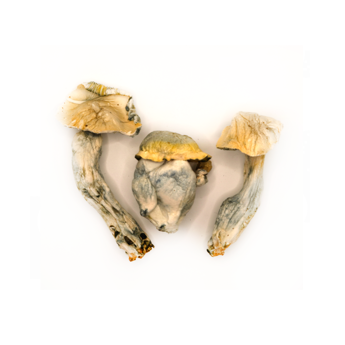 Albino Bluey Vuitton magic mushroom delivery