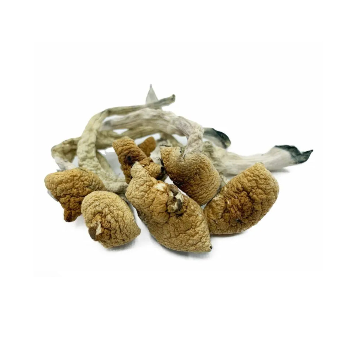 gushers magic mushrooms, Dry Magic mushroom