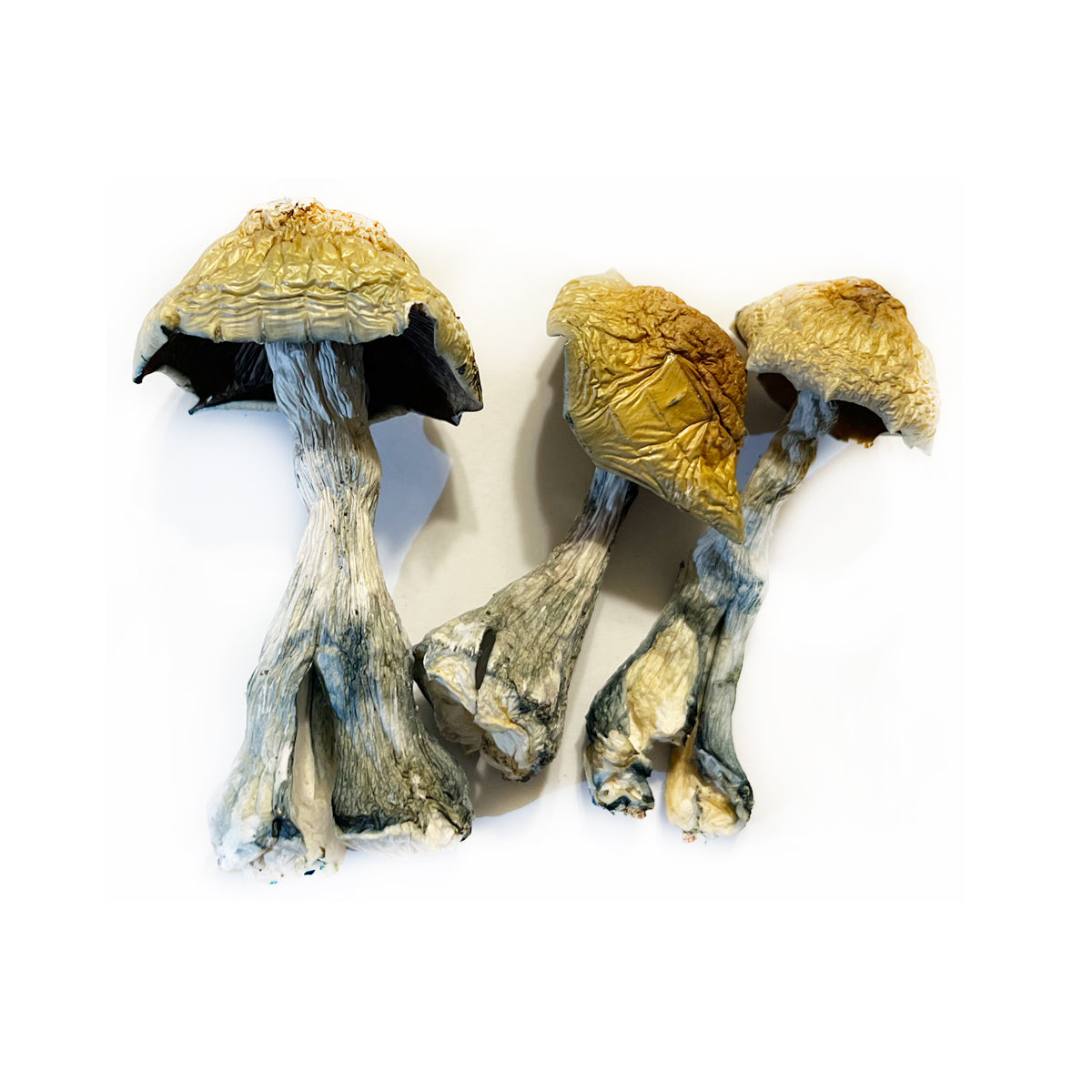1/4LB - O.D.P.E. Magic Mushrooms (High Potency)