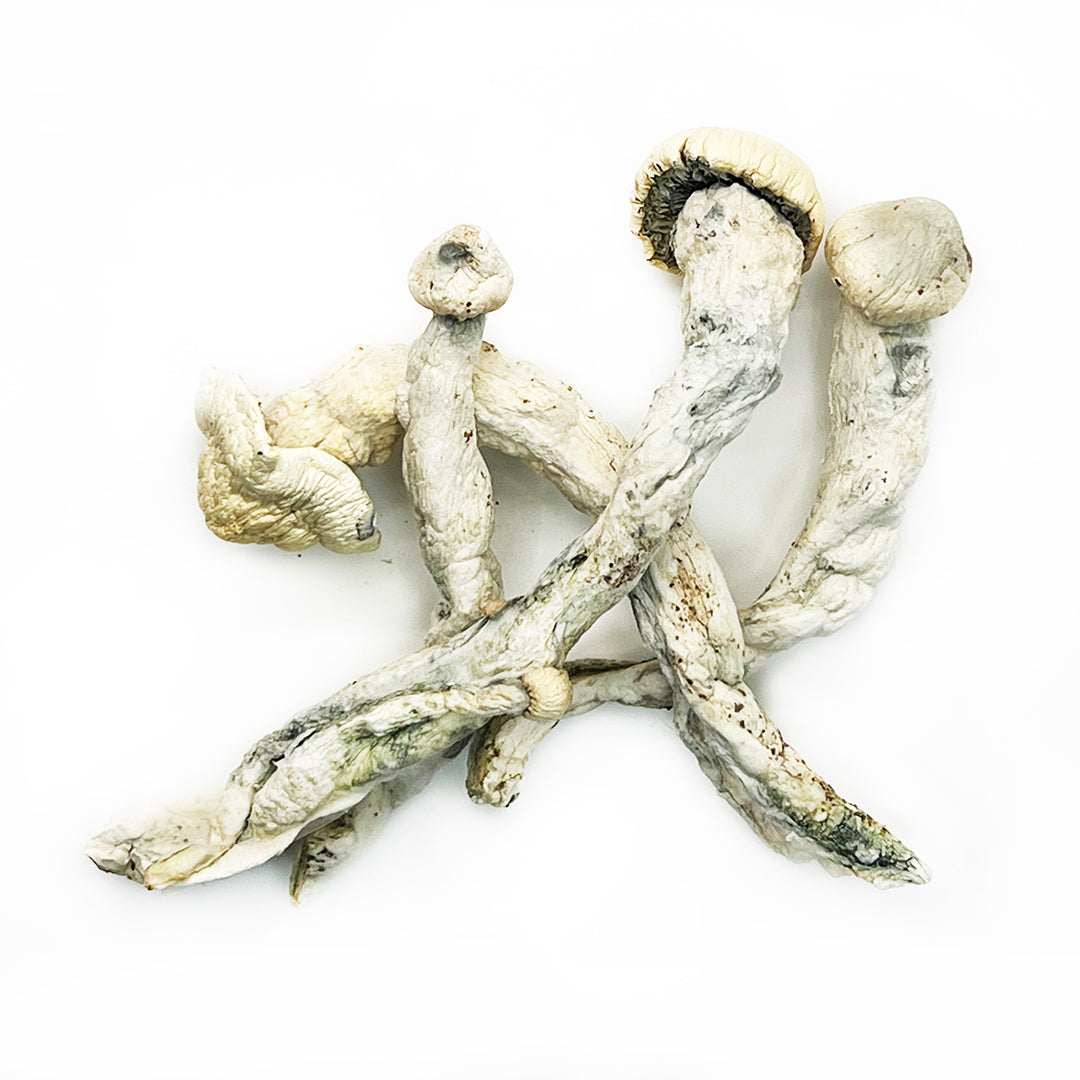 14 Grams - COSMIC Magic Mushrooms (Exotic)