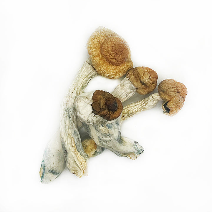 14 Grams - HILLBILLY Magic Mushrooms