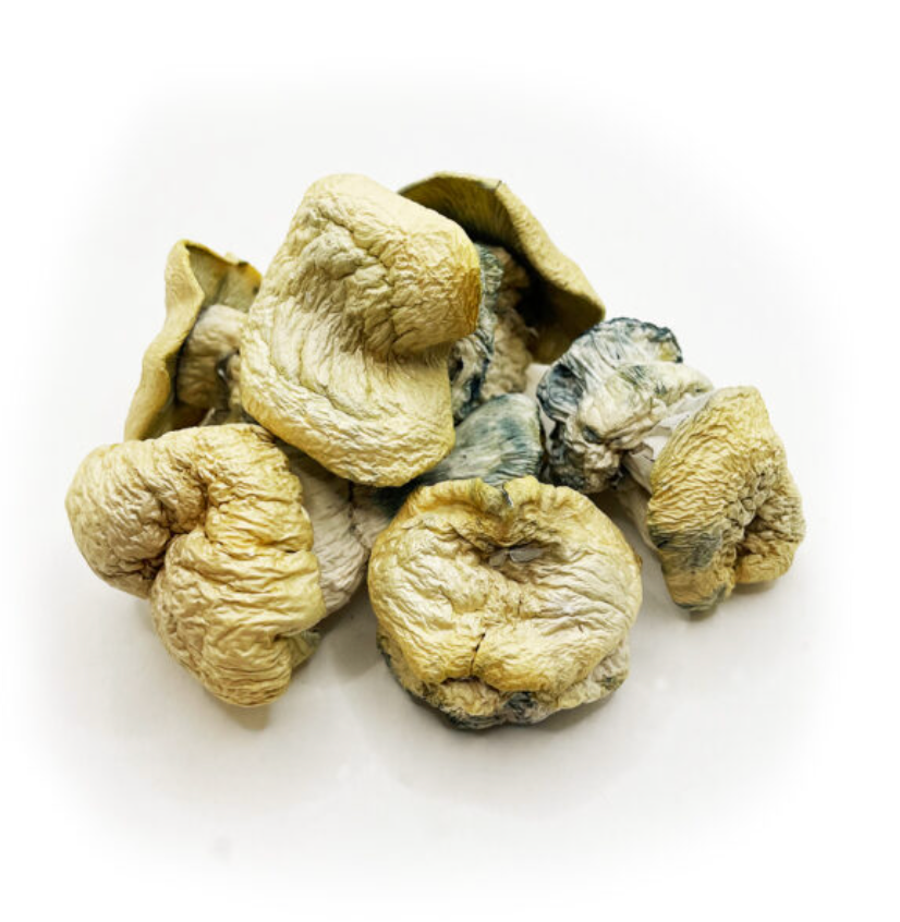 Embark on a mystical journey with Iceberg Magic Mushrooms, a rare Albino Thai Lipa strain of Psilocybe cubensisthat is as white and striking as an iceberg. These mushrooms stand out with their swollen, rounded caps and thick stems, delivering a powerful and transformative experience. Known for their intense body high and vivid visuals at higher doses, Iceberg Magic Mushrooms are a sought-after choice for psychonauts and spiritual explorers alike.