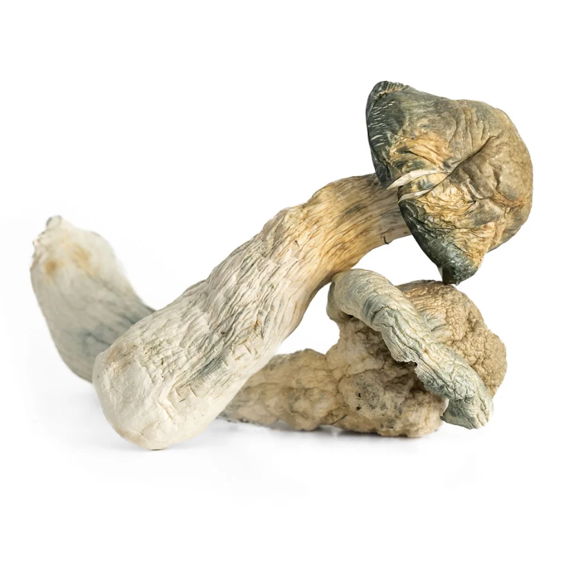 Penis Envy X DC Mak Melmac Magic Mushroom delivered nationwide, san diego magic mushroom delivery shrooms near me