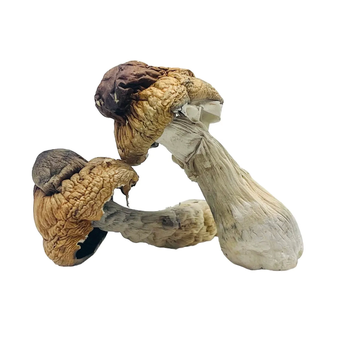 Buy Penis Envy psilocybin mushrooms online, shrooms near me. nationwide magic mushroom delivery, san diego magic mushroom delivery. psilocybin mushrooms near me, where do I buy magic mushrooms