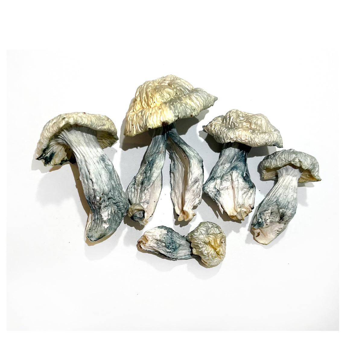 28 Grams - ALBINO MAKILLA GORILLA Magic Mushrooms (Ultra Potency)