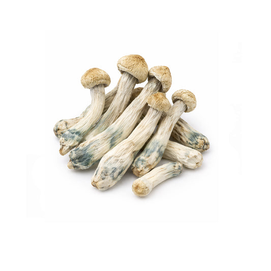 14 Grams - GHOST A.P.E.  Magic Mushrooms  (Exotic Potent)