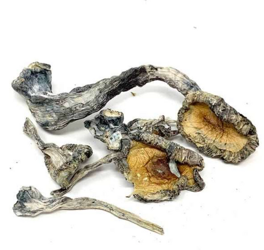 14 Grams - BLUE MEANIES Magic Mushrooms (Legendary)