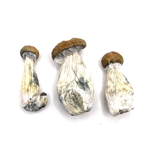 Magic Mushrooms  - BLUE MEANIES